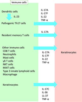 Crosstalk: keratinocytes and immune cells in psoriasis